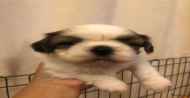 Shih Tzu dogs - Advert 5