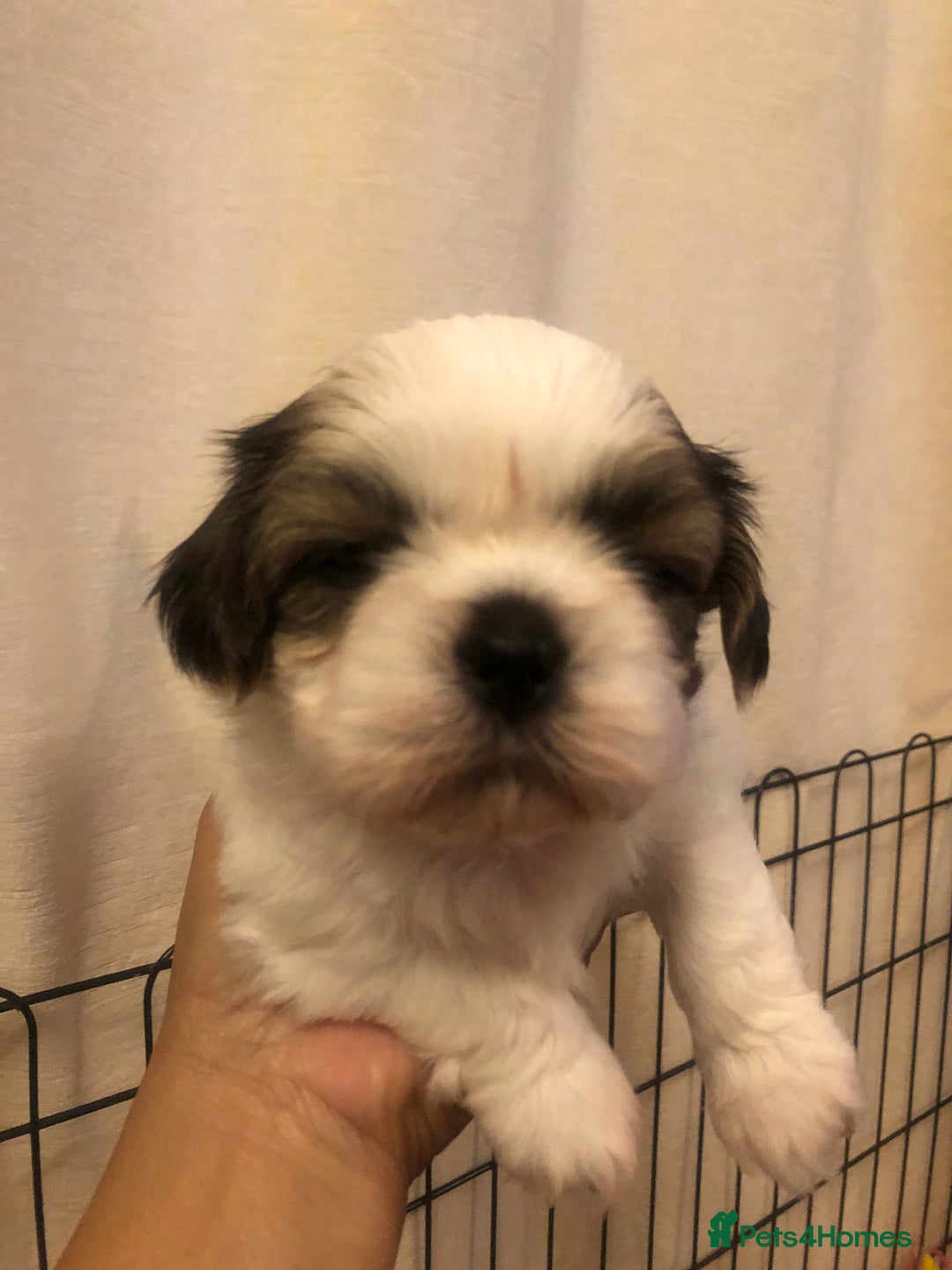 Shih Tzu dogs for sale: Angel’s Shih zhus  - Image 8