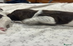 Sprocker dogs for sale: Beautiful sprockers  - Image 17