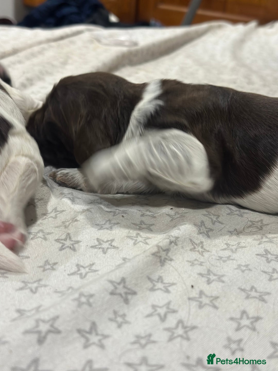 Sprocker dogs for sale: Beautiful sprockers  - Image 17