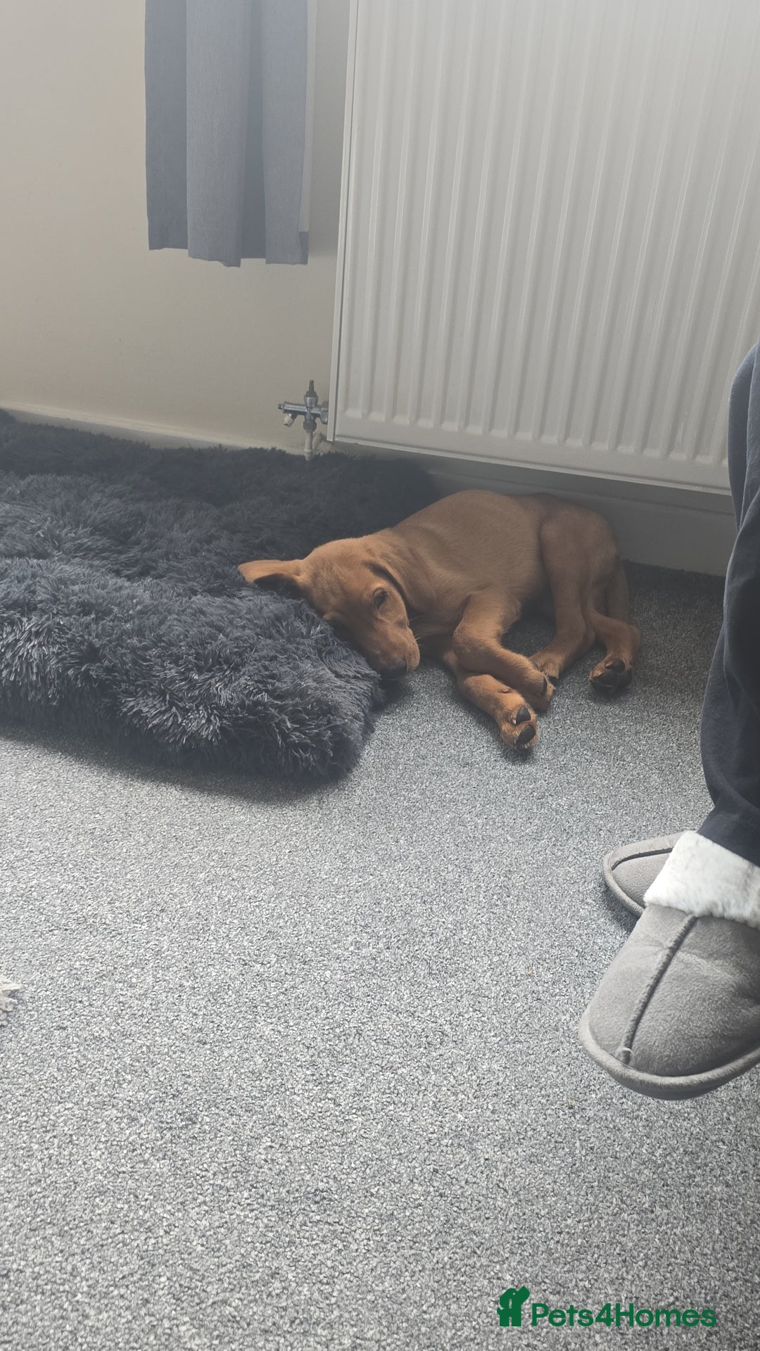 Labrador Retriever dogs for sale: Red labrador - Image 2