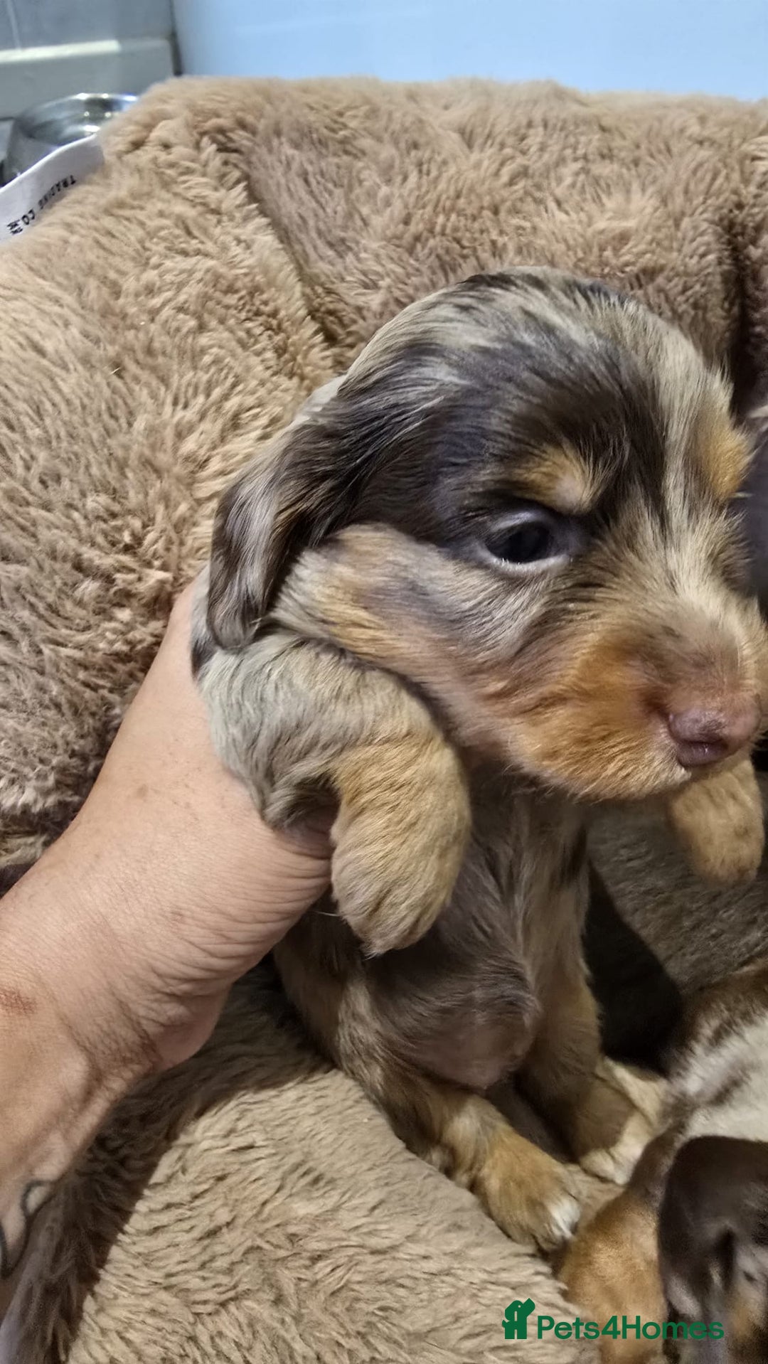 Miniature Dachshund dogs for sale: ❤️Longhair and wirehair sausages❤️ - Advert 13