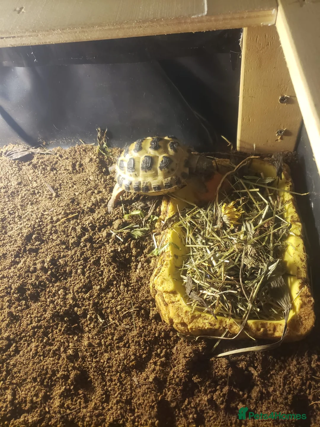 Tortoise reptiles for sale: Horsefield tortoise  - Advert 4