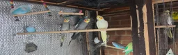 Mixed Breed birds for sale: Healthy Mix Budgies & Cockatiels for Sale in Huntingdon - Advert 1