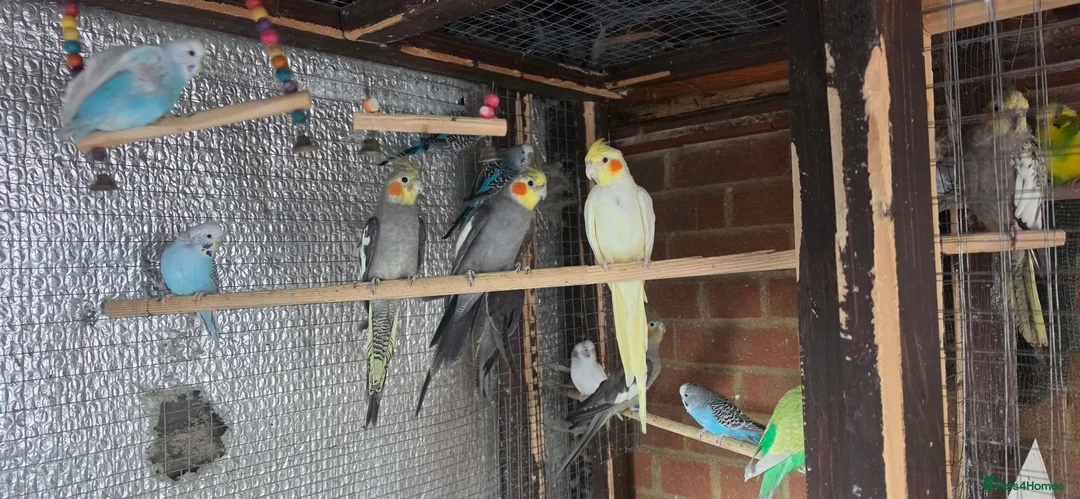 Mixed Breed birds for sale: Healthy Mix Budgies & Cockatiels for Sale in Huntingdon - Advert 1