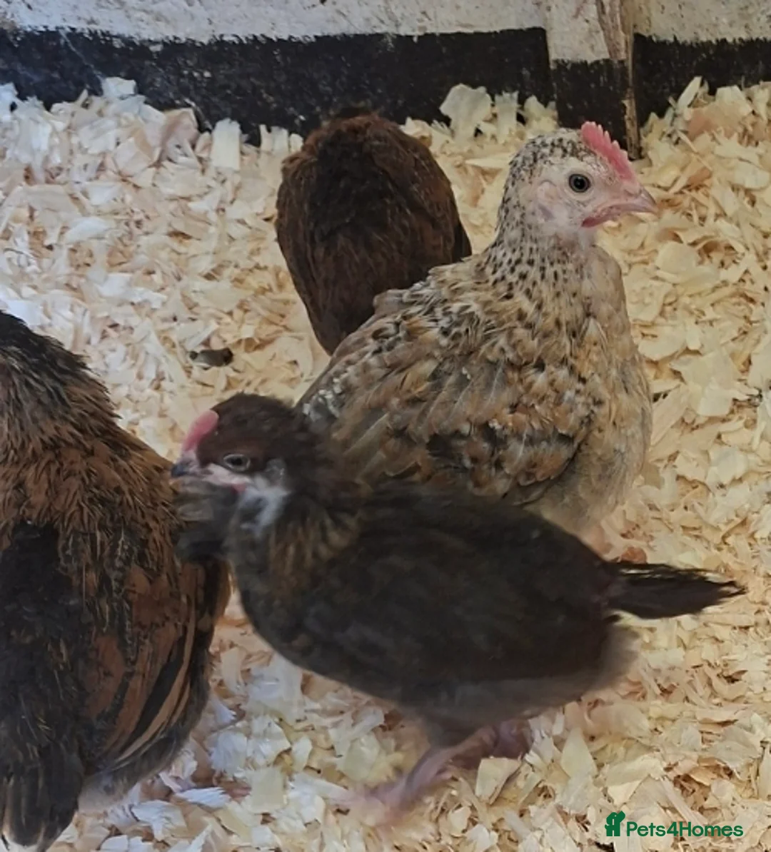 Chickens poultry for sale: Orpingtons, salmon fav, olive eggers, bourbon red  - Advert 2