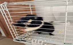 Guinea Pig rodents for sale: Male Guinea Pig - Image 1