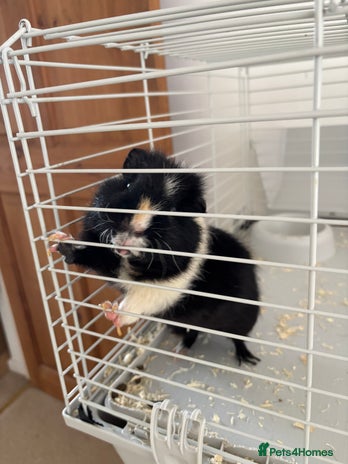 Guinea Pig rodents - Advert 2