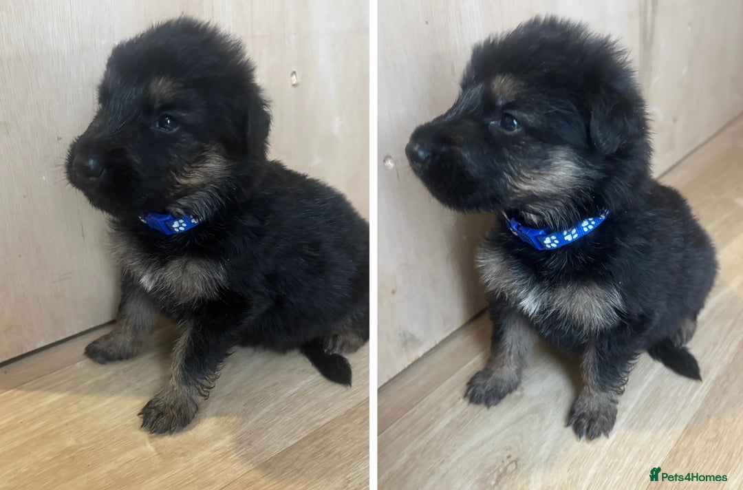 German Shepherd dogs for sale: German Shepherd Pups - Advert 9