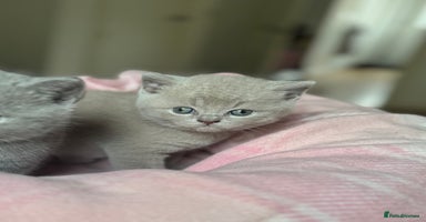 British Shorthair cats - Advert 10
