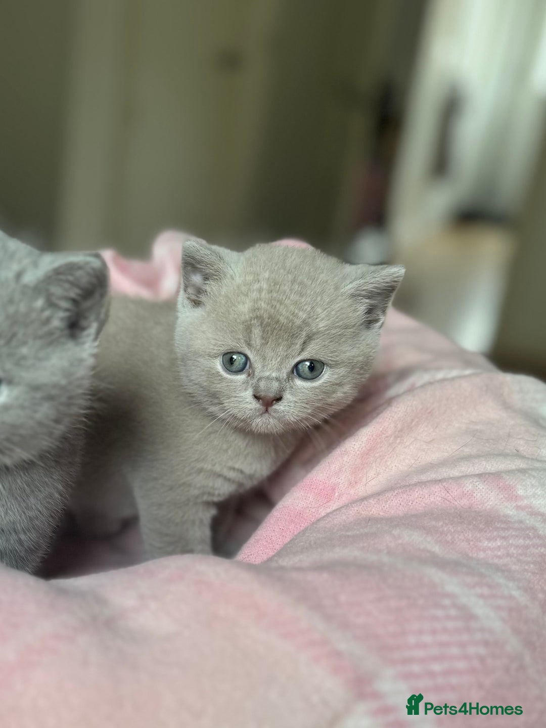 British Shorthair cats for sale: 🧶🇬🇧BSH blue &lilac boys 💎GCCF,ready November  - Image 3