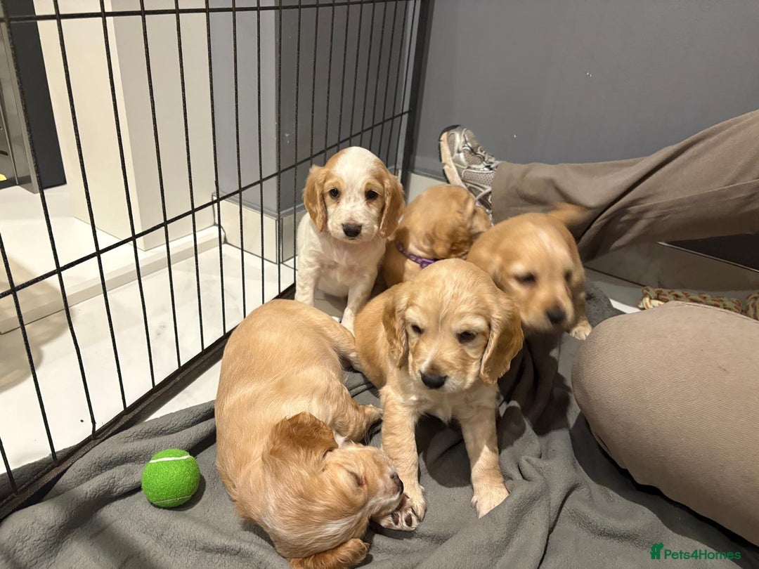 Cocker Spaniel dogs for sale: 5 gorgeous cocker spaniel puppies - Image 7
