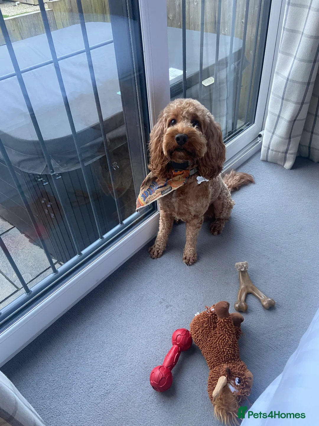 Cockapoo dogs for stud: Cockapoo F1 for stud - Advert 1