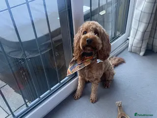 Cockapoo dogs Cockapoo F1 for stud - Advert 18