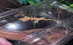 Leopard Gecko reptiles for sale: crested geckos - possible a full setup  - Advert 7