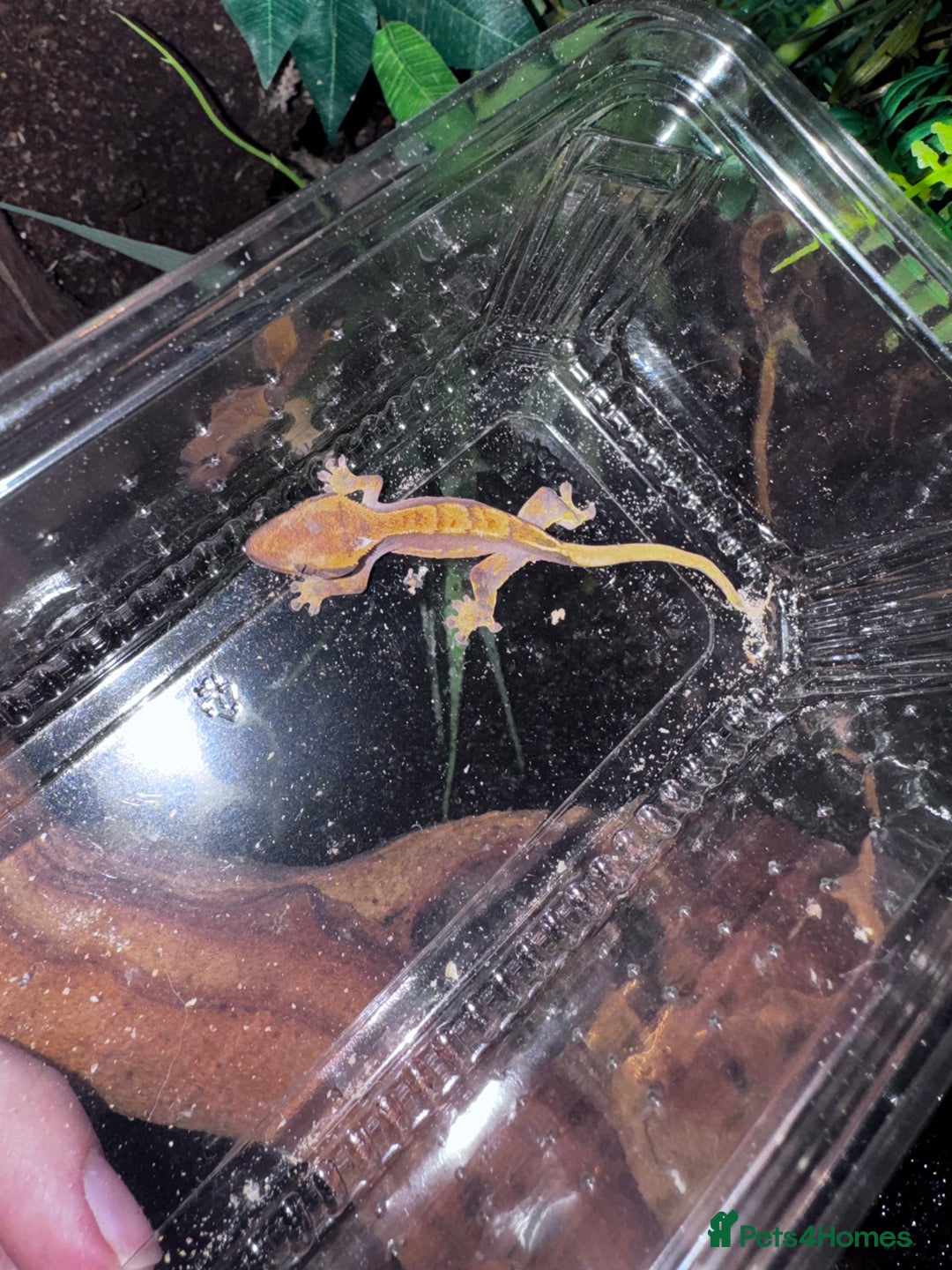 Leopard Gecko reptiles for sale: crested geckos - possible a full setup  - Advert 7