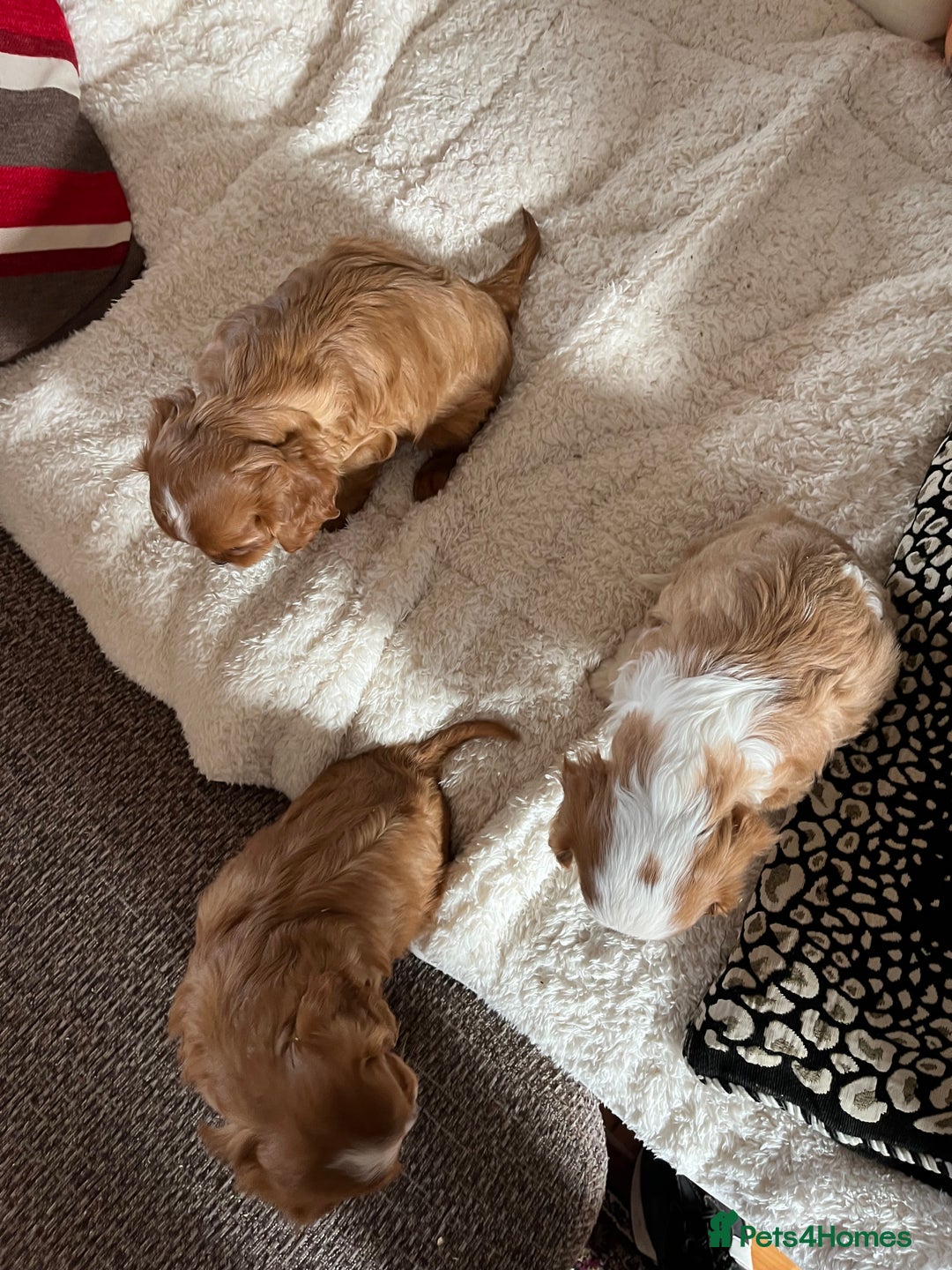 Cavalier King Charles Spaniel dogs for sale: HEALTH TESTED KC REG low co eff cavalier puppies - Image 6
