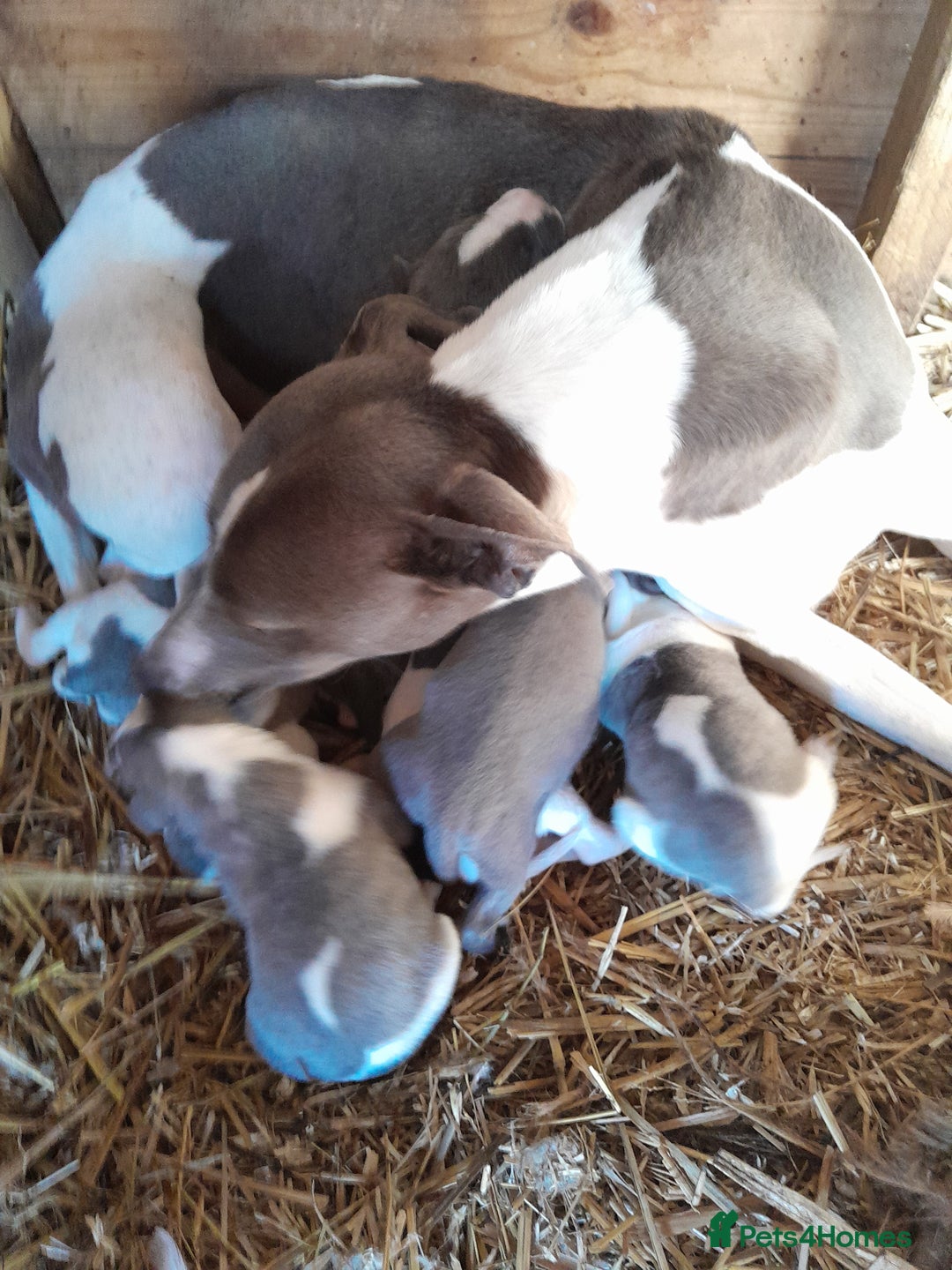 Whippet dogs for sale: Beautiful whippet puppies  - Advert 1