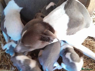 Whippet dogs Beautiful whippet puppies - Advert 3