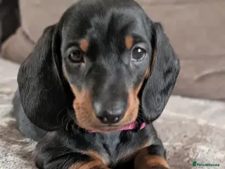 Dachshund dogs Quality Dachshund Standard Smooth Hair - Advert 8