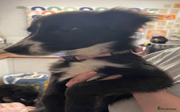 Mixed Breed dogs for sale: Collie cross pups  - Advert 2
