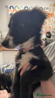 Mixed Breed dogs Collie cross pups - Advert 13