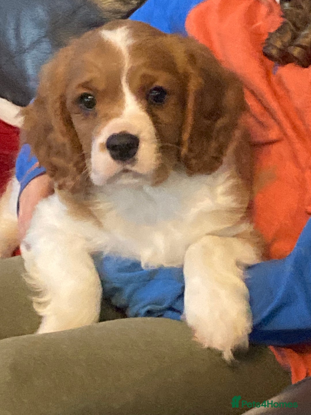 Cavalier King Charles Spaniel dogs for sale: Gorgeous cavalier puppies - Advert 2