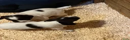 English Springer Spaniel dogs for sale: KC reg Springer spaniel Pups in Faringdon - Advert 10