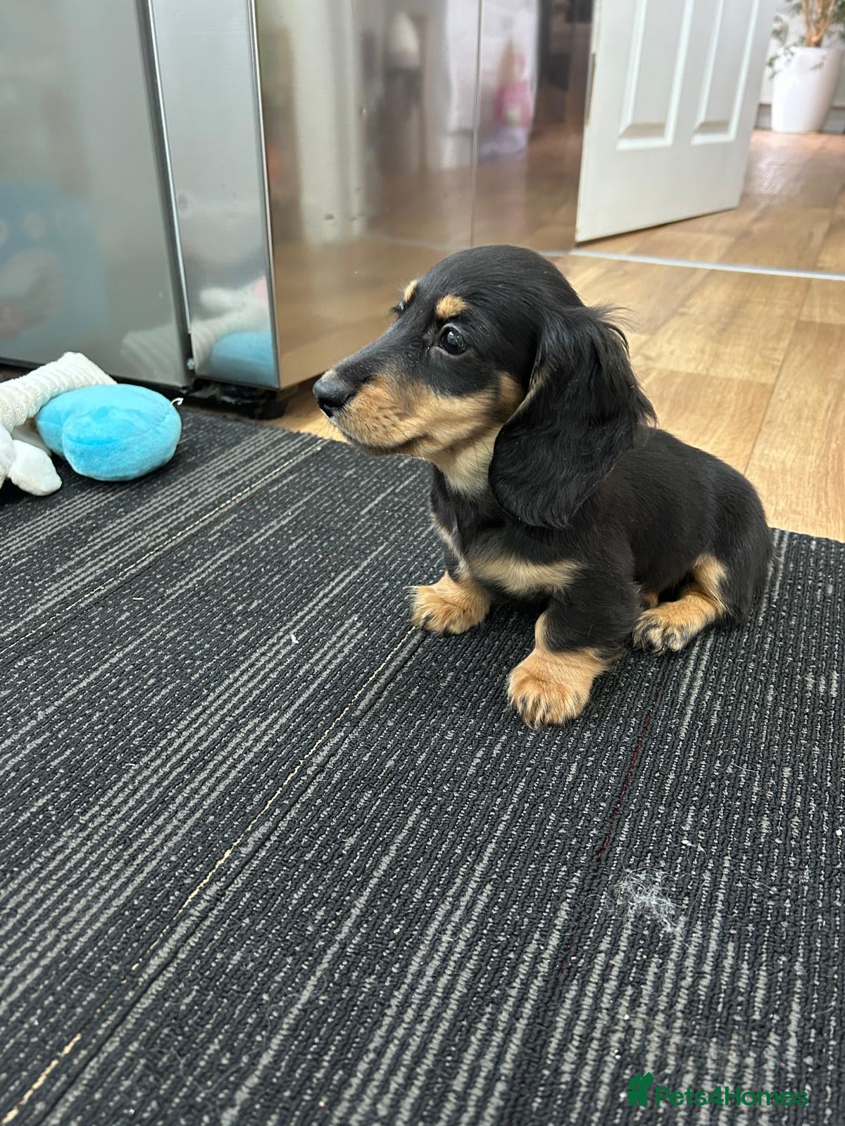 Miniature Dachshund dogs Miniature long haired dachshund female - Advert 6