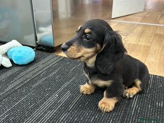 Miniature Dachshund dogs Miniature long haired dachshund female - Advert 6