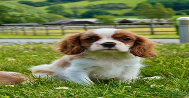 Cavalier King Charles Spaniel dogs - Advert 8