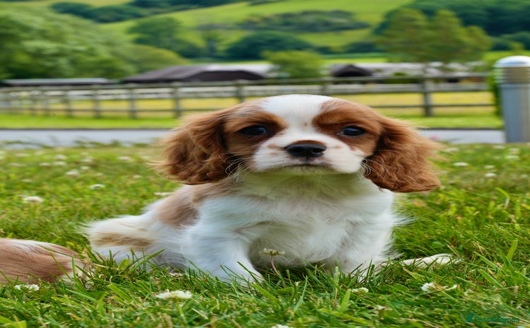 Cavalier King Charles Spaniel dogs - Advert 3
