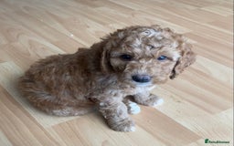 Labradoodle dogs for sale: Beautiful F3b Labradoodle Puppies - Image 27