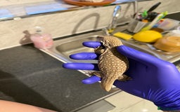 Monitor reptiles for sale: Baby savanna monitor for sale  - Image 4