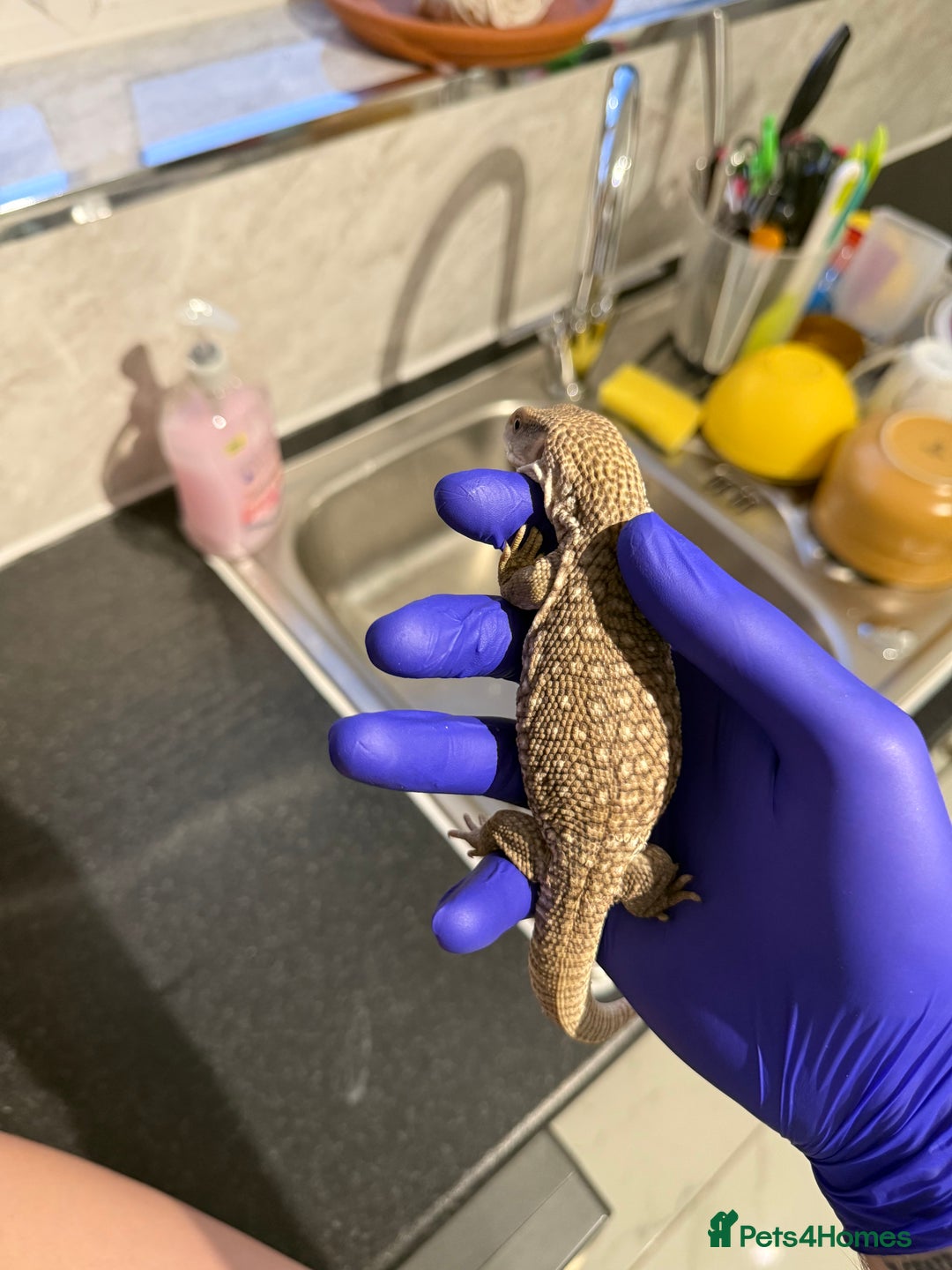Monitor reptiles for sale: Baby savanna monitor for sale  - Image 4