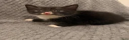 Mixed Breed cats for sale: 4 little kittens looking for new home - Advert 7