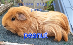 Guinea Pig rodents for sale: Sheltie and texel guinea pig boars - Advert 2