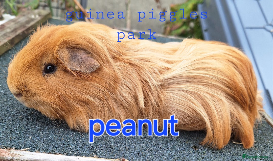 Guinea Pig rodents for sale: Sheltie and texel guinea pig boars - Advert 2