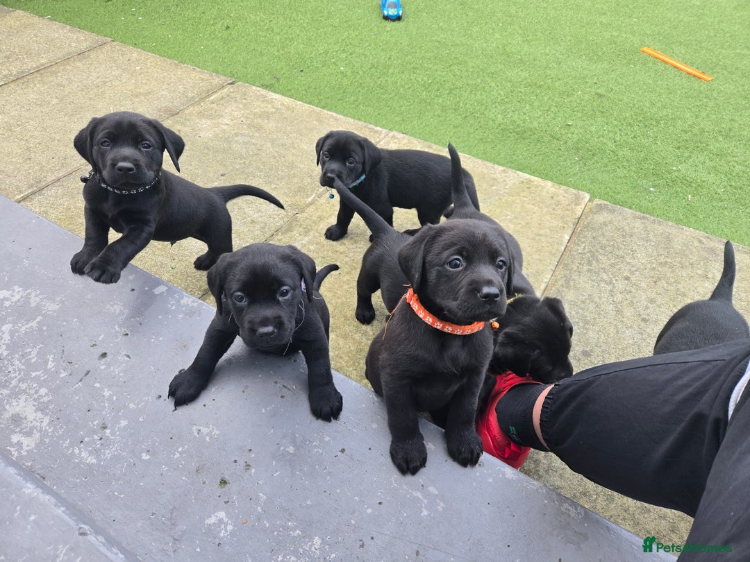 Labrador Retriever dogs for sale: Black and chocolate labrador puppies - Image 17