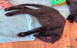 Mixed Breed cats for sale: Beautiful kittens  - Image 22