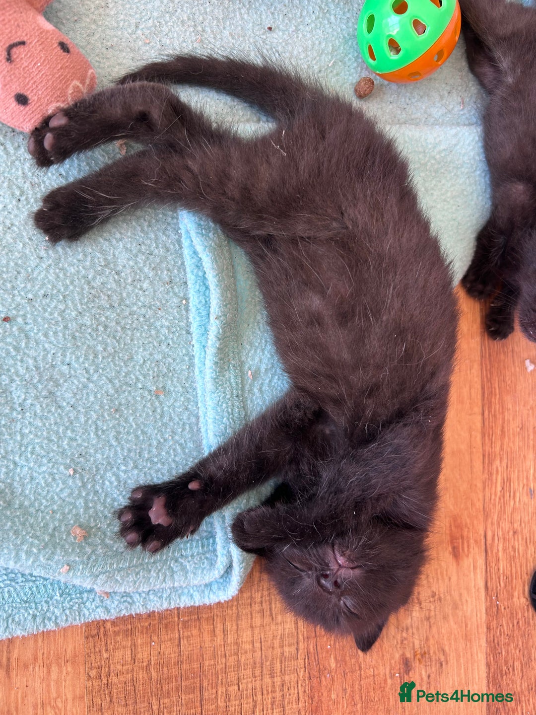 Mixed Breed cats for sale: Beautiful kittens  - Image 22