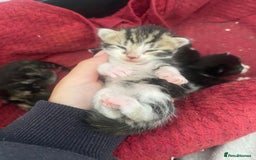 Mixed Breed cats for sale: 5 cute kittens - Image 8