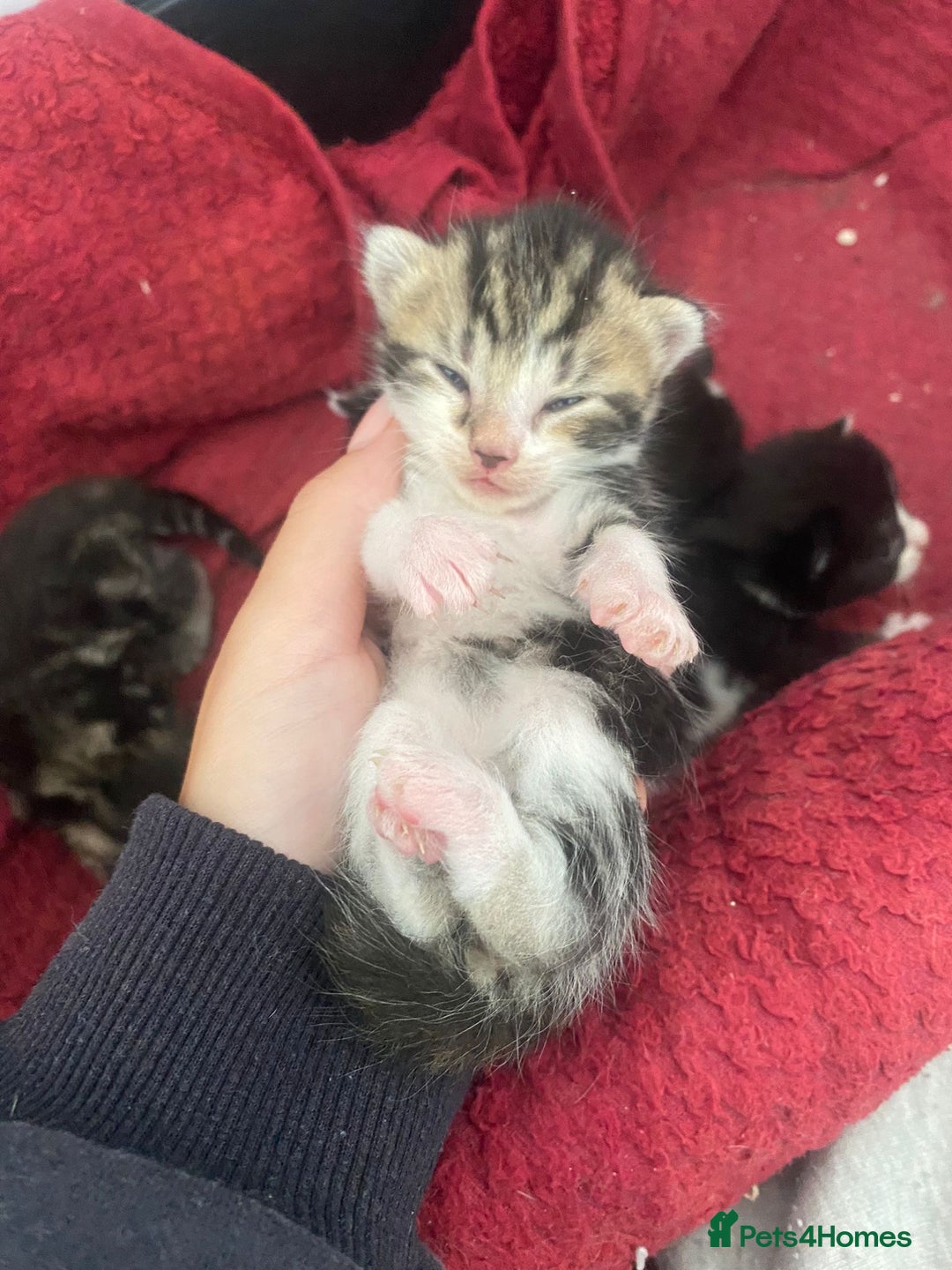 Mixed Breed cats for sale: 5 cute kittens - Image 8