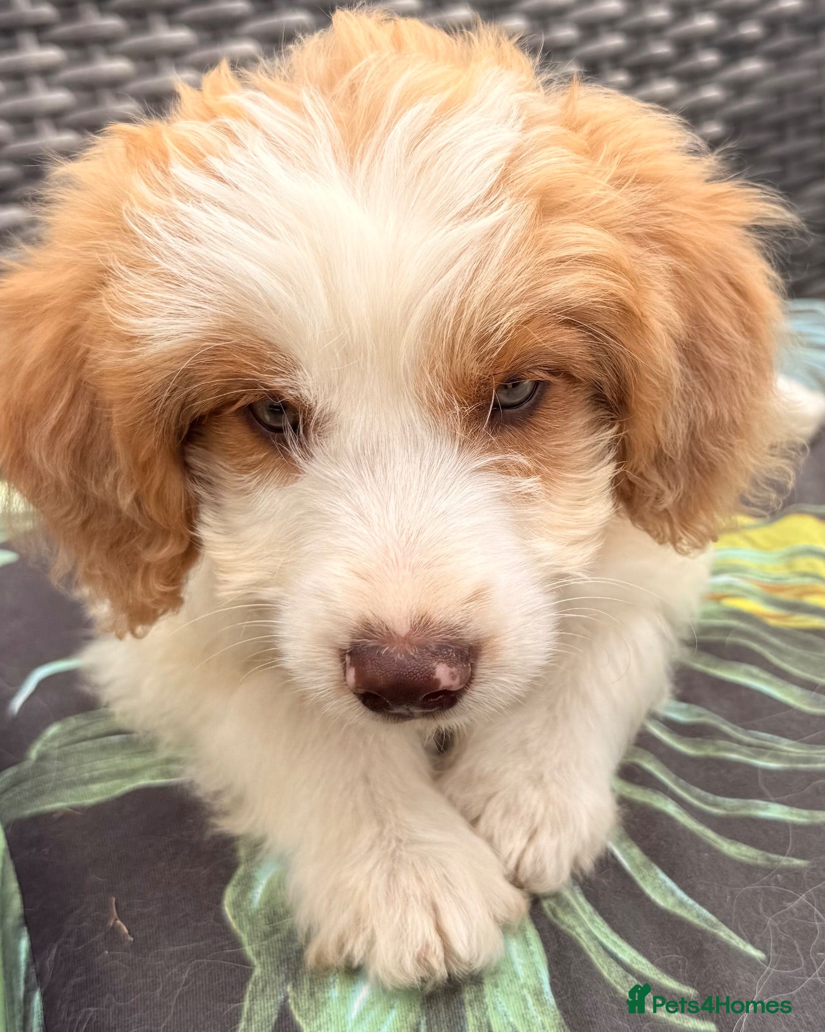 Australian Labradoodle dogs Ready now reduced Australian double doodle pups  - Advert 1