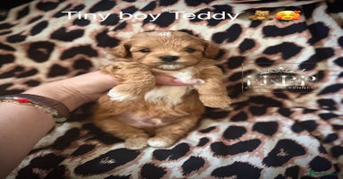 Maltipoo dogs - Advert 1