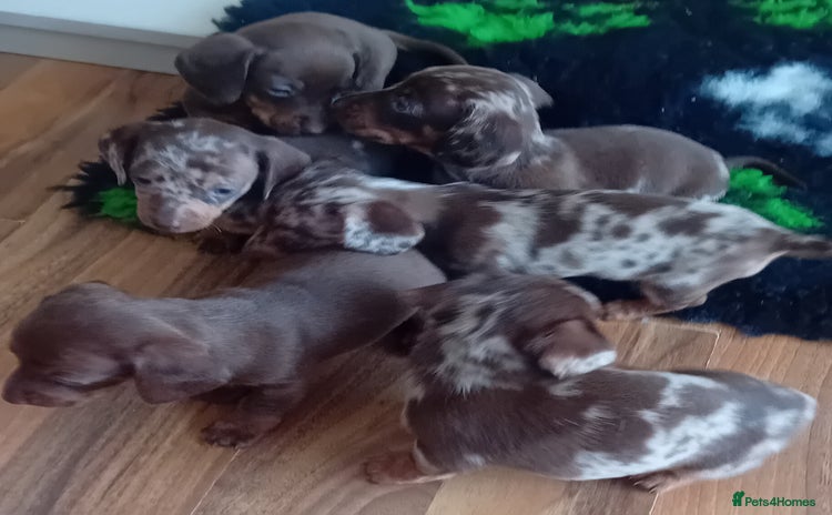 Miniature Dachshund dogs - Advert 4