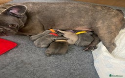 French Bulldog dogs for sale: Beautiful French bulldog puppies  - Image 28
