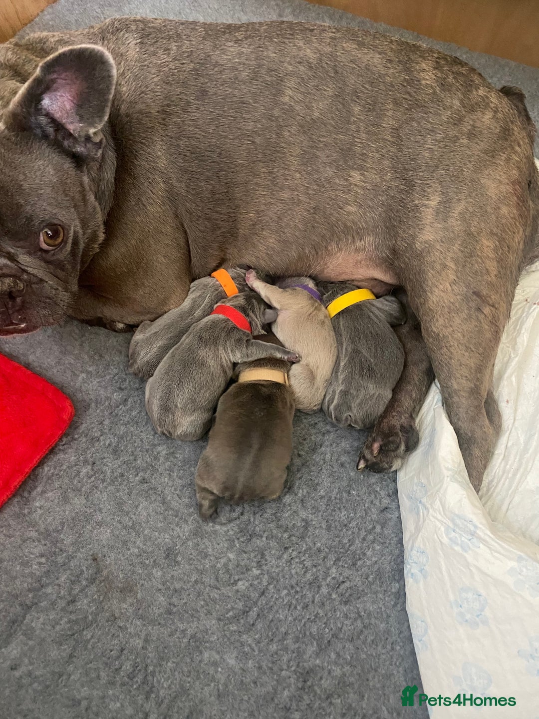 French Bulldog dogs for sale: Beautiful French bulldog puppies  - Image 28