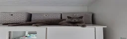 British Shorthair cats for sale: 3 year old Male British blue shorthaired - Advert 3