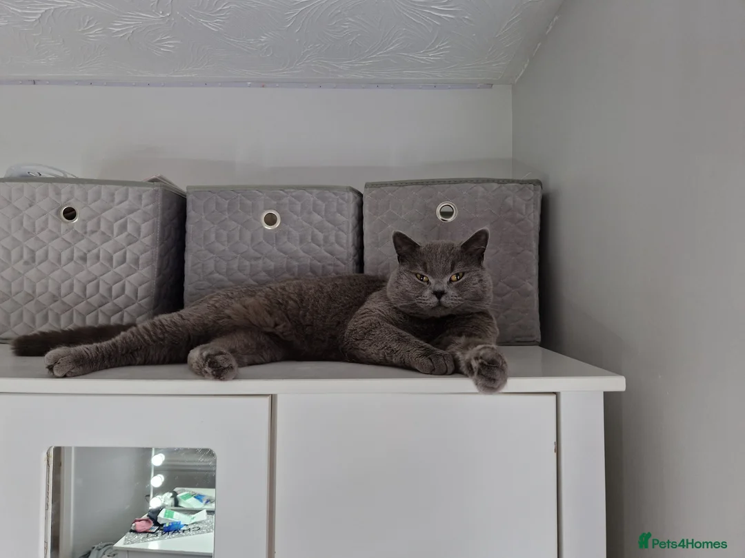 British Shorthair cats for sale: 3 year old Male British blue shorthaired - Advert 3
